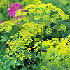 Dill Bouquet